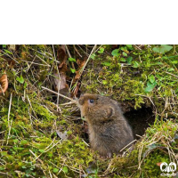 گونه ول آبزی Eurasian Water Vole